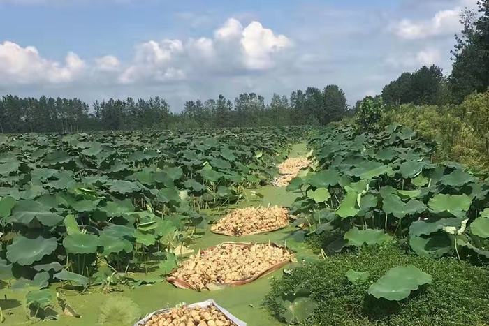 莲藕塘种植